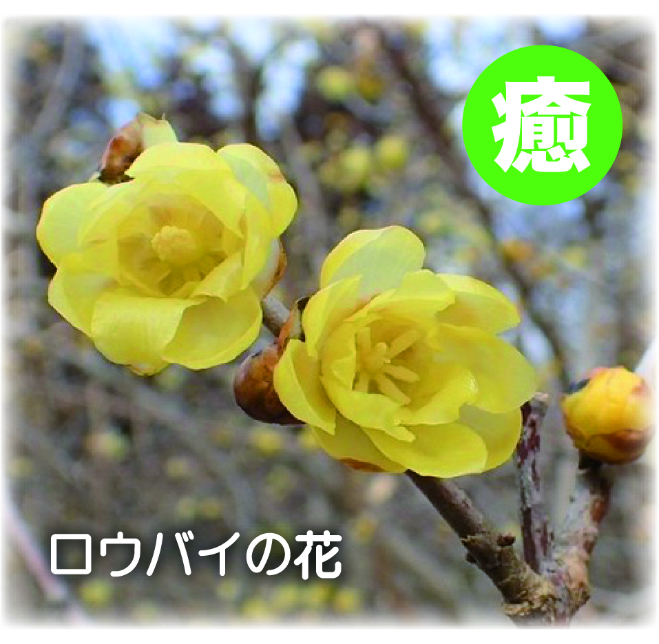 ⑦四季の木と野草の花々を愛でる