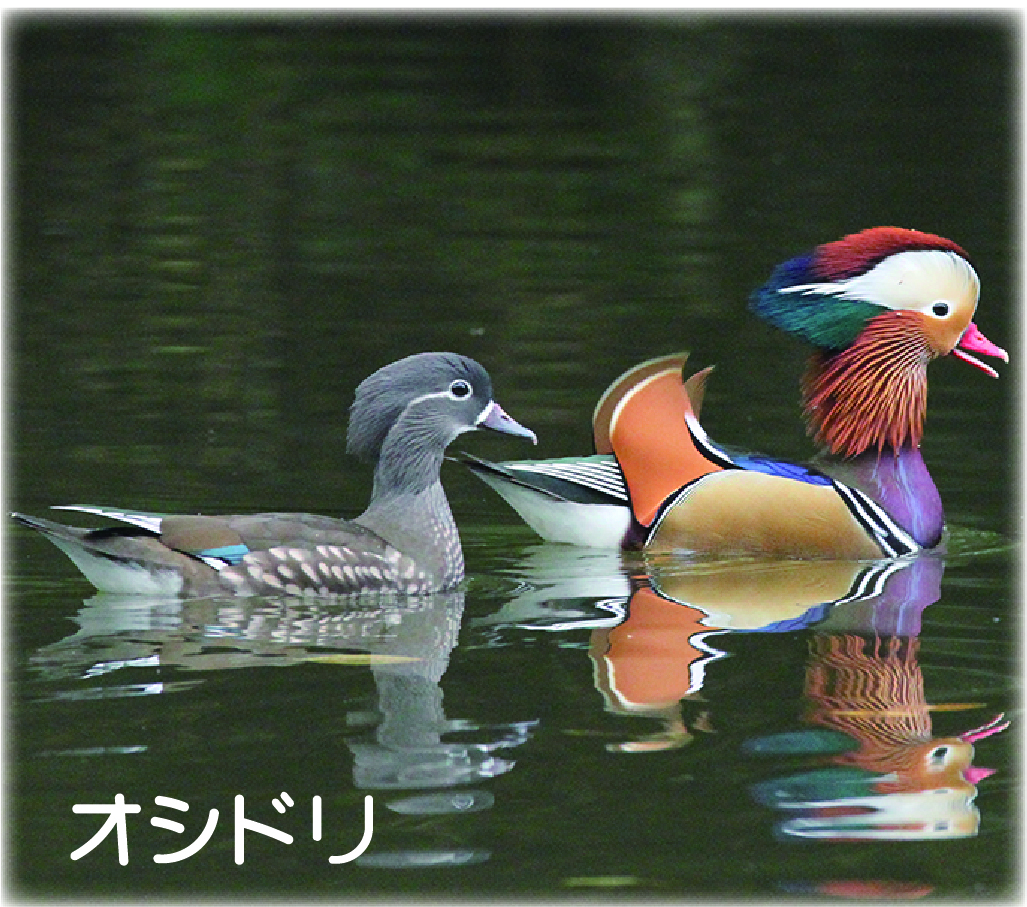 冬　仲良しオシドリ心ほっこり