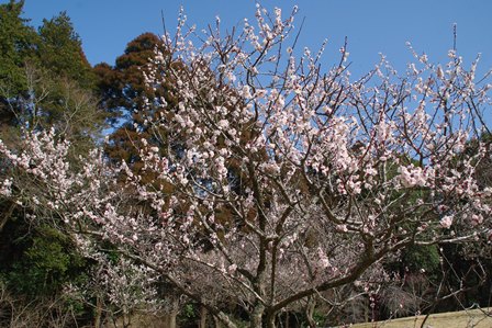 梅林（豊後梅～ぶんごうめ～）