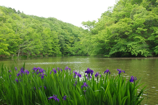 カキツバタ