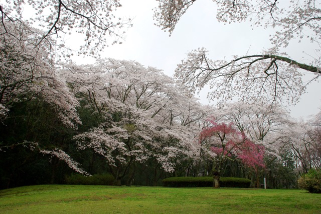 お花見広場